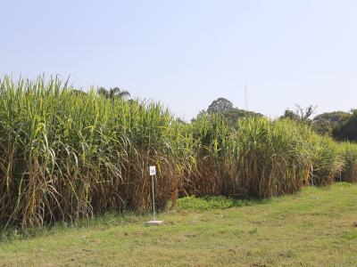 La EEAOC difundió la estimación de superficie y producción de caña de azúcar para la zafra 2026 en Tucumán