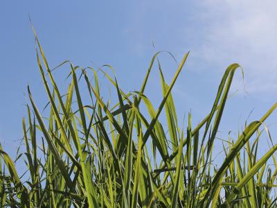 Finaliza la zafra Tucumana, con récords históricos