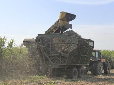 Finalizó la zafra azucarera 2025 en Argentina
