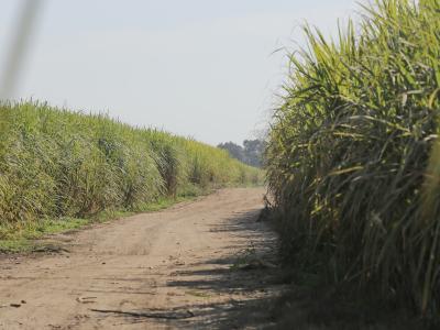 La zafra sigue en marcha: varios ingenios prevén seguir moliendo