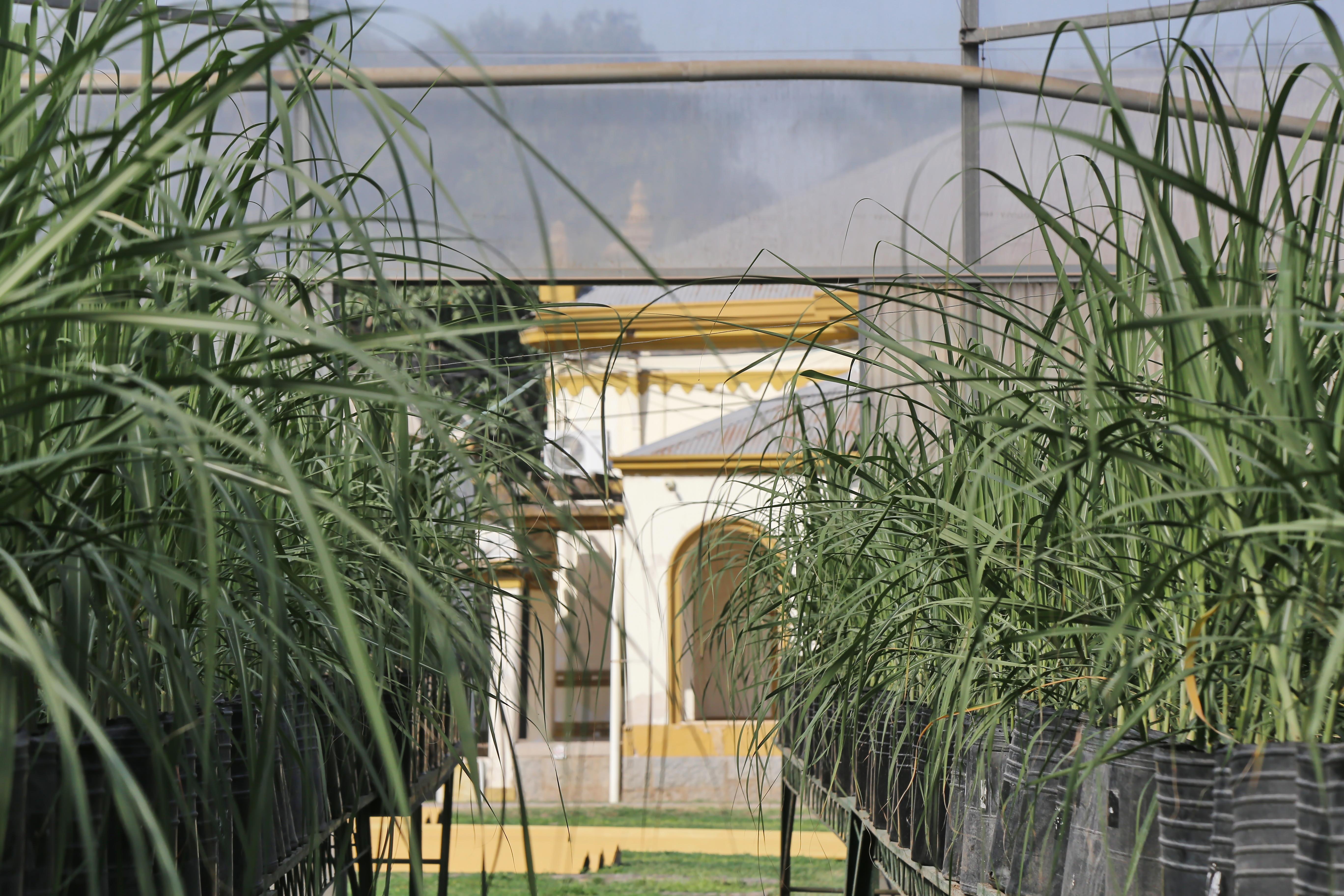 La EEAOC presentó su reporte sobre el Monitoreo Satelital de la dinámica de la cosecha de caña de azúcar